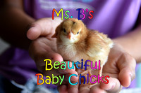 Baby Chicks 9-Apr-21